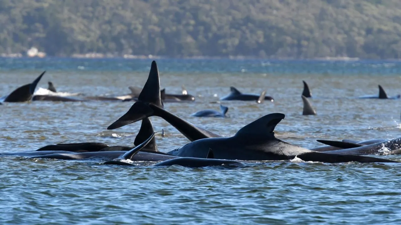 Australia: 90 Stranded Whales Die, 180 Stuck
