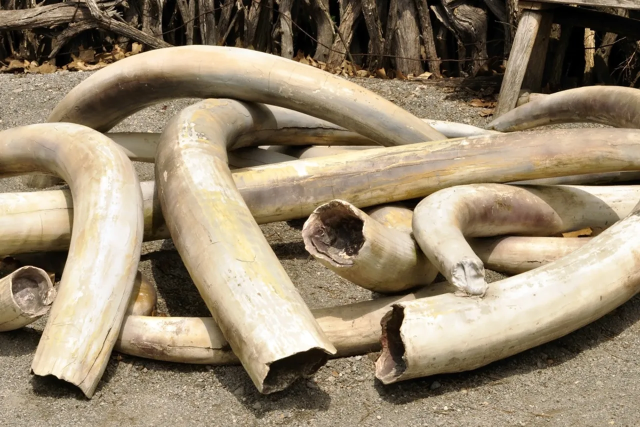Ivories Recovered, 4 Held