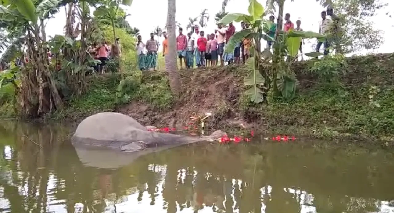 Nagaon: Elephant Electrocuted To Death