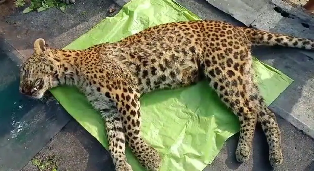 Leopard Found Dead In Sonari