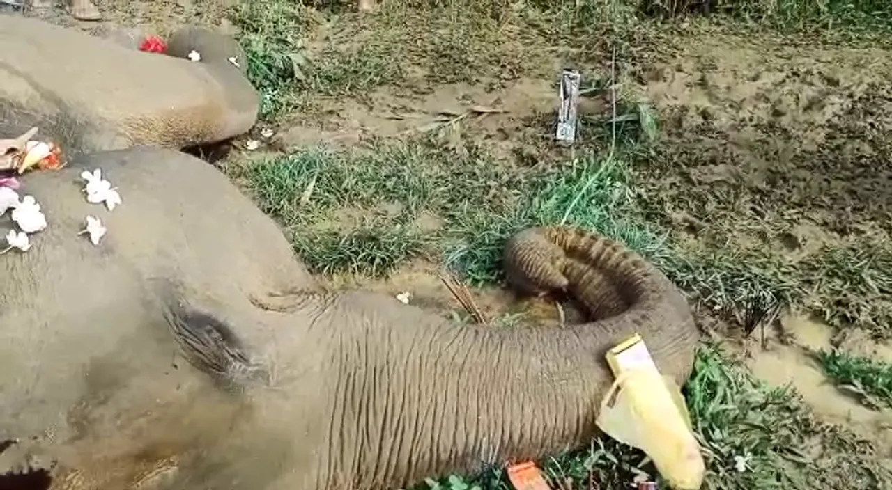 Kamrup: 2 Elephants Found Dead