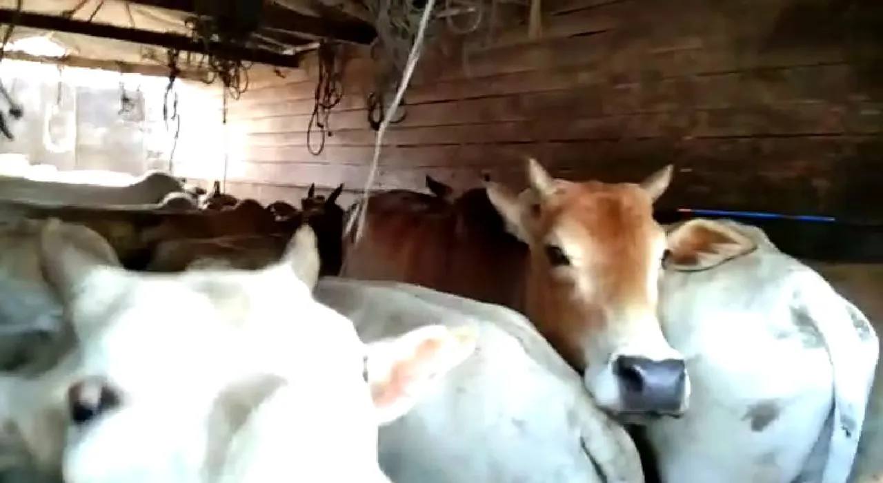 Cattle Laden Truck Seized in Sadiya