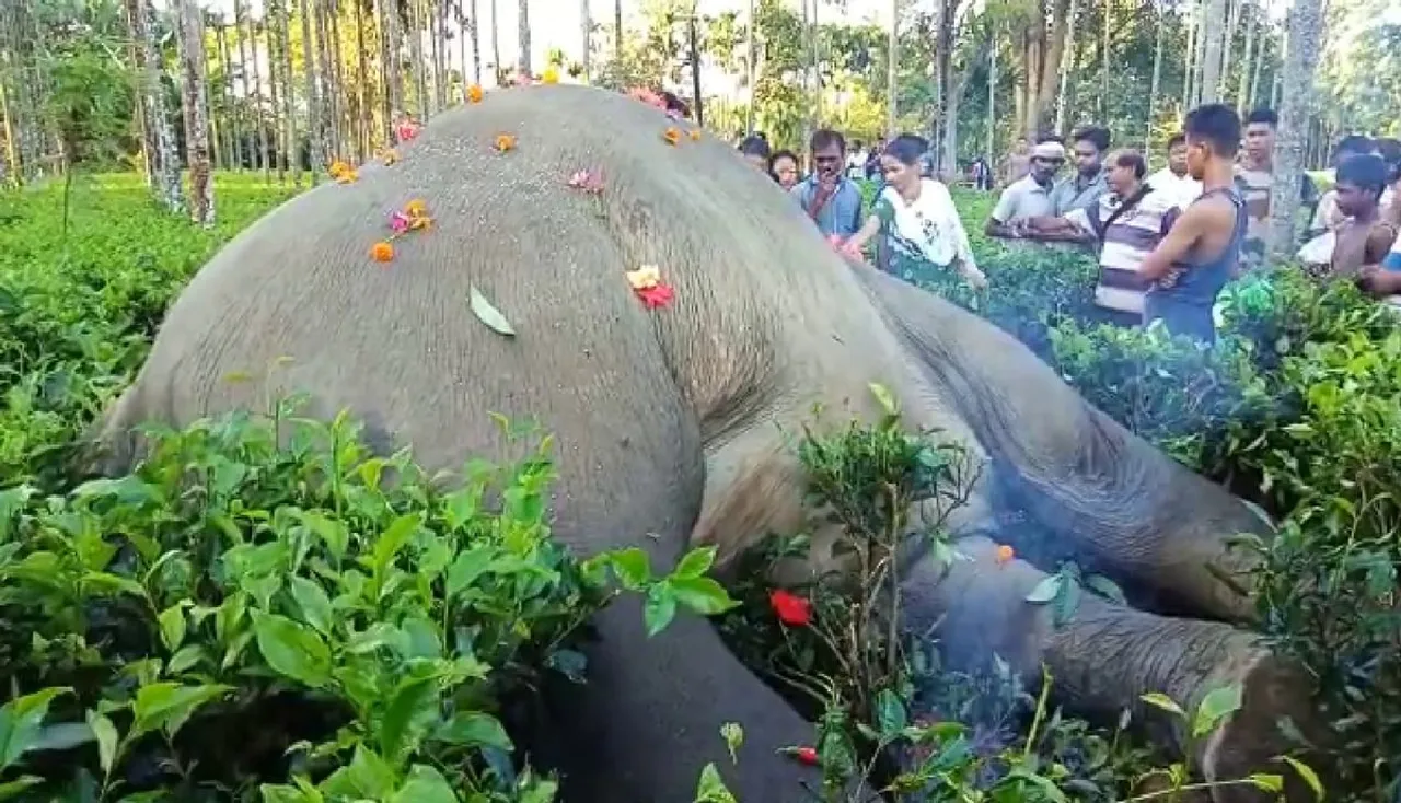 Tinsukia: Wild Elephant Electrocuted To Death