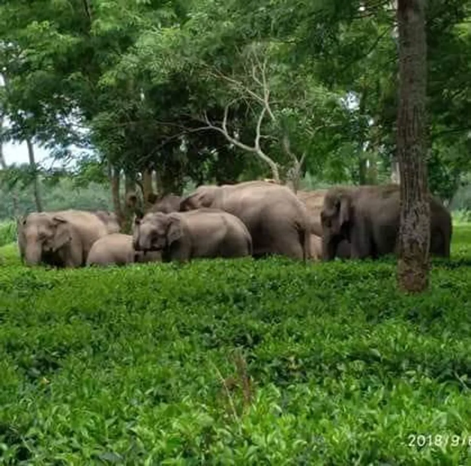 Udalguri: Man Killed By Wild Elephants