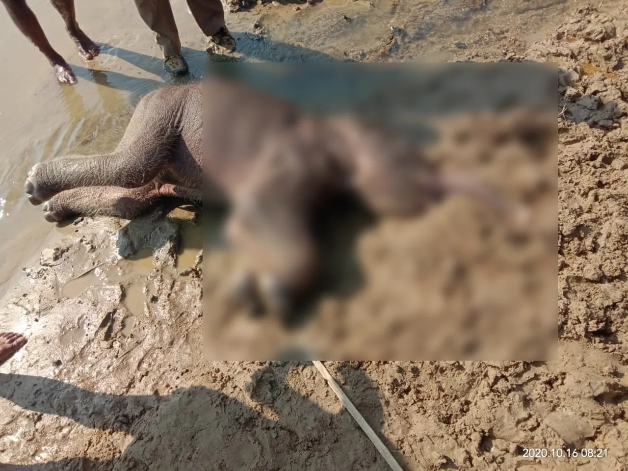 Digboi: Wild Elephant Calf Found Dead