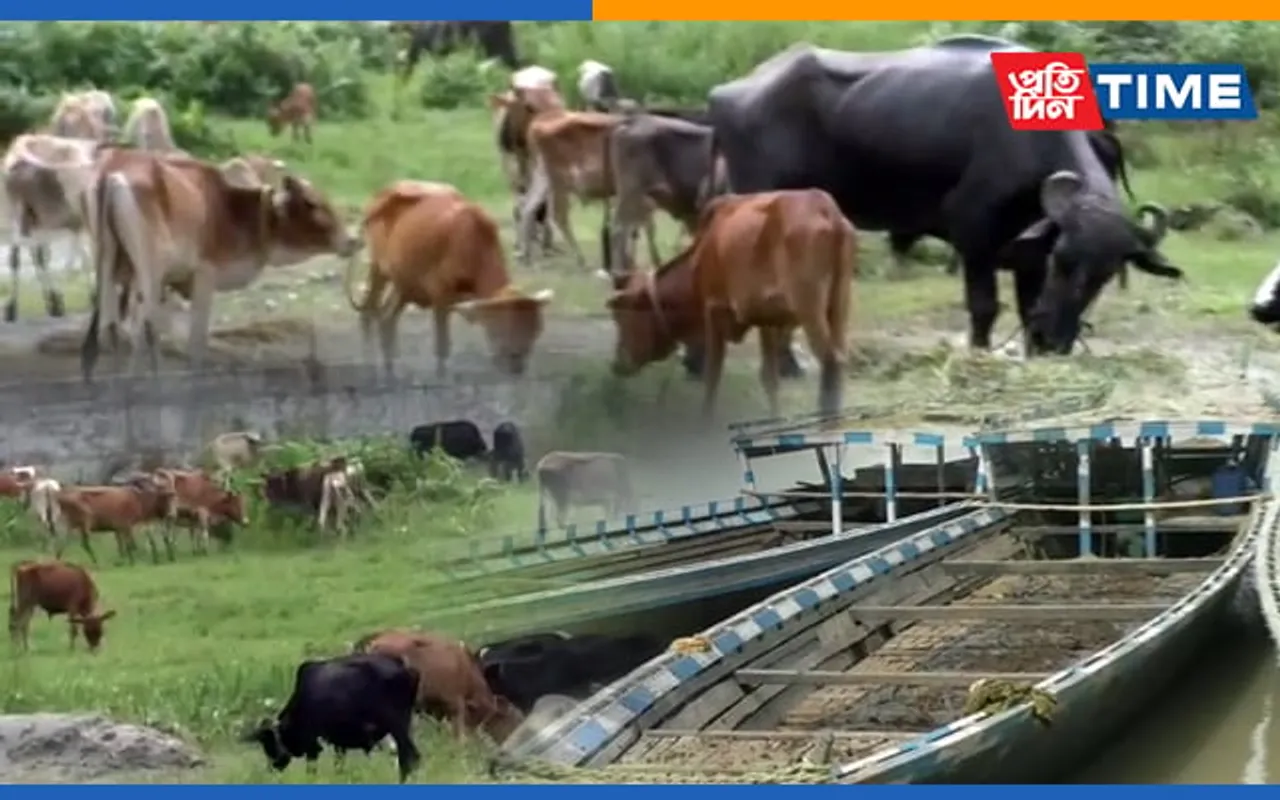 Goalpara: 183 Stolen Cattle, 15 Buffaloes Laden Boats Seized