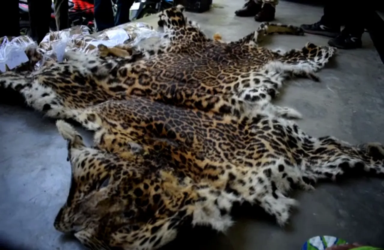 Biswanath: Leopard Skin Seized, 3 Poachers Held