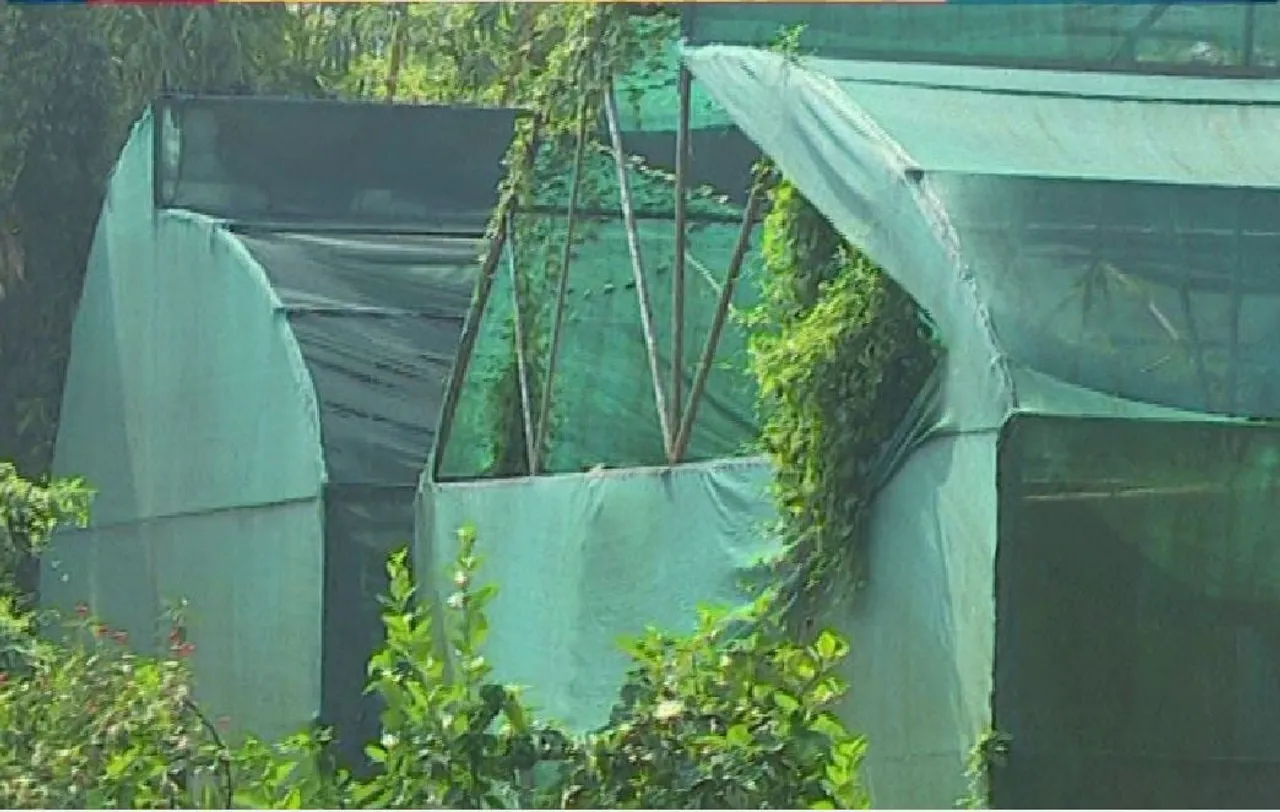Chaygaon: Centre of Excellence for Citrus Fruits Turns into Jungle