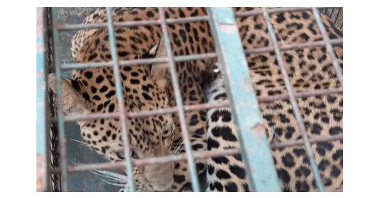 Ghy: Leopard Enters Girls’ Hostel