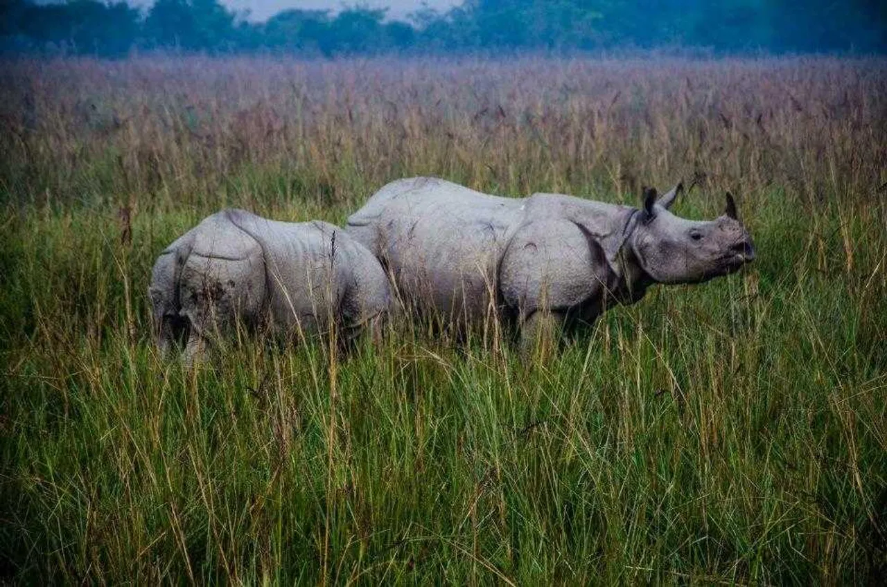 Pobitora Wildlife Sanctuary To Reopen On Nov 10