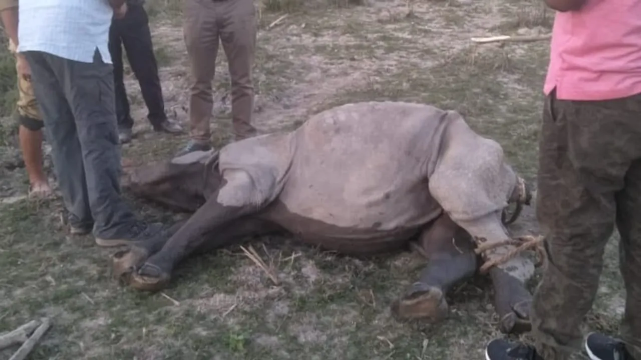 2 Rhino Calves Found Dead In Pobitora