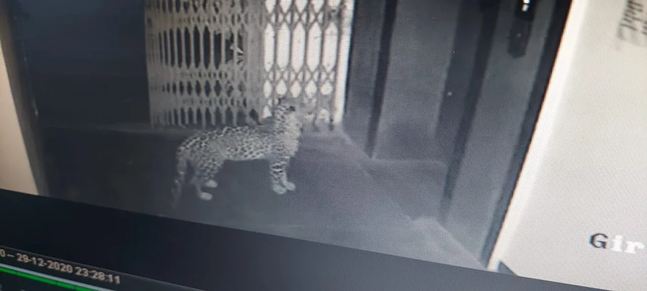 Guwahati: 4 Injured In Leopard Attack