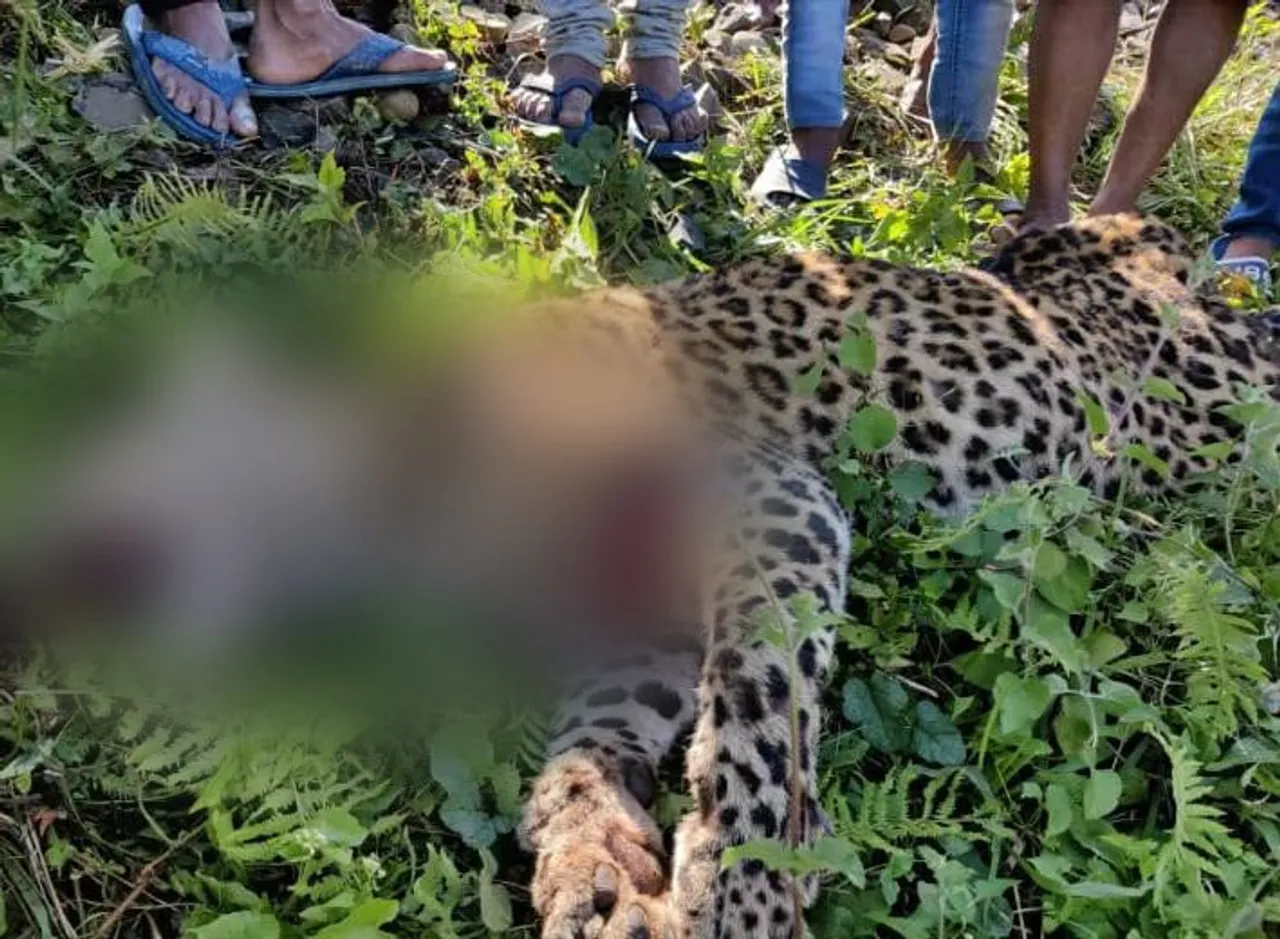 Jorhat: Leopard Killed By Speeding Train