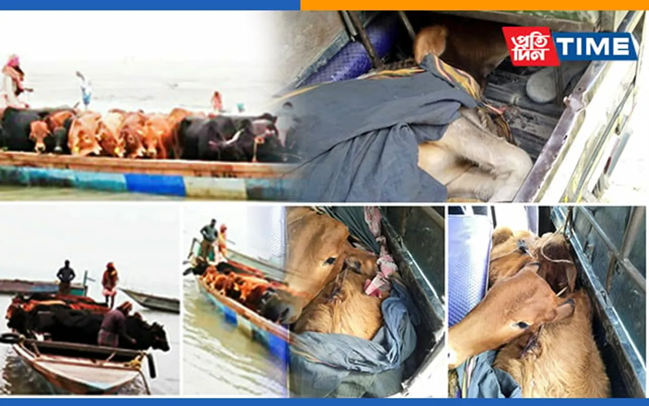 Dhubri: 51 Cattle Rescued From Indo-Bangladesh Border