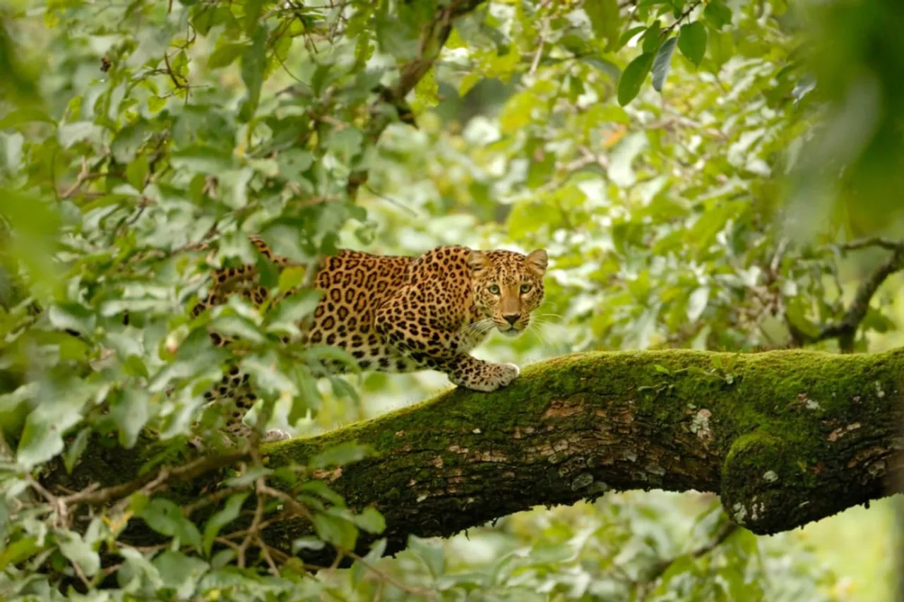 PM Modi Rejoices Increasing Leopard Population