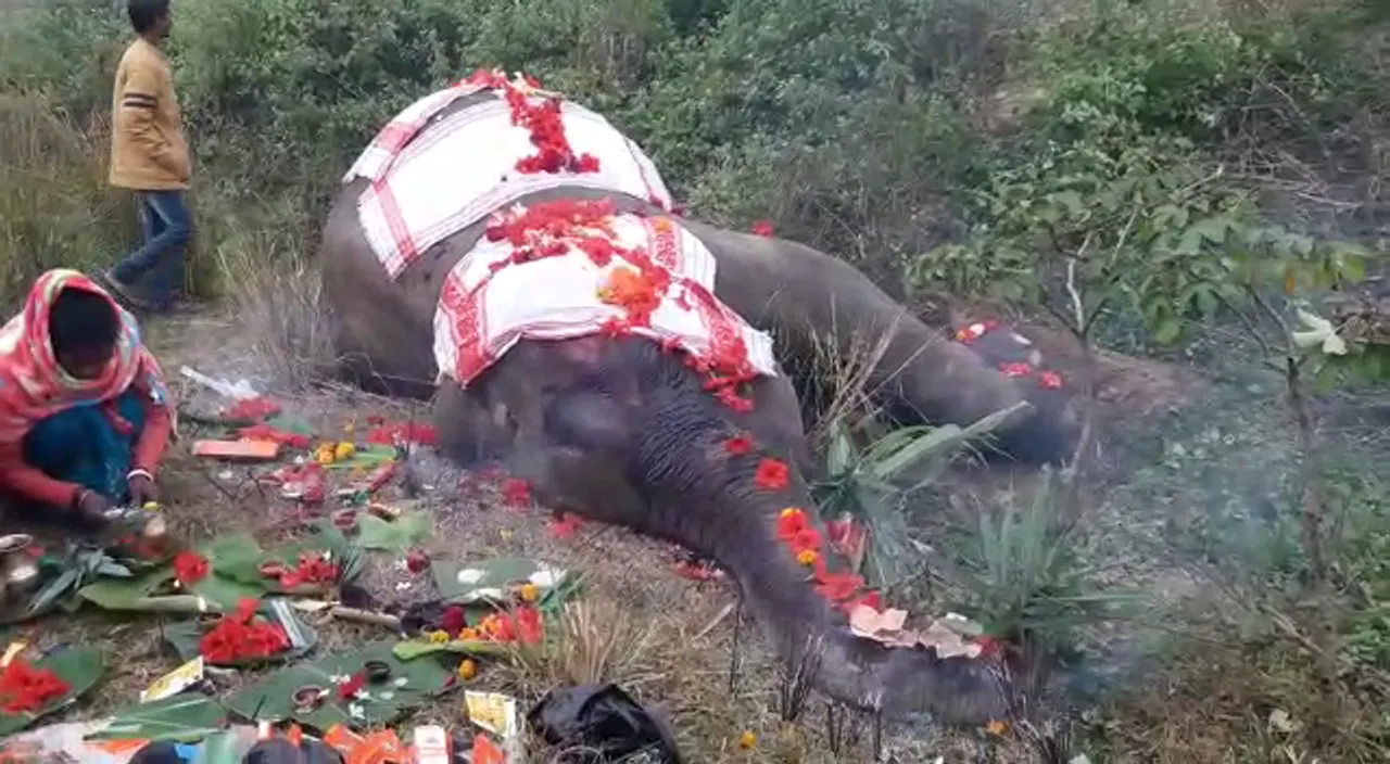 Chandrapur: Speeding Train Kills Wild Elephant