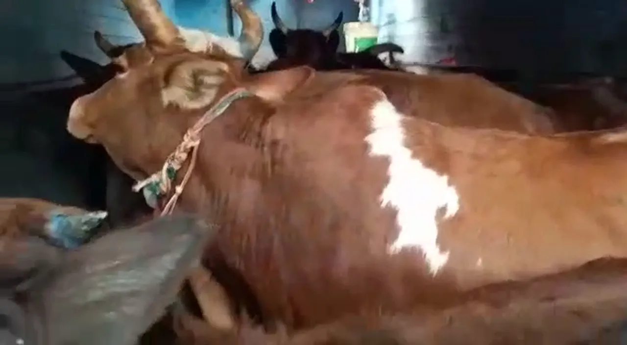 Cattle-Laden Truck Seized In Bijni