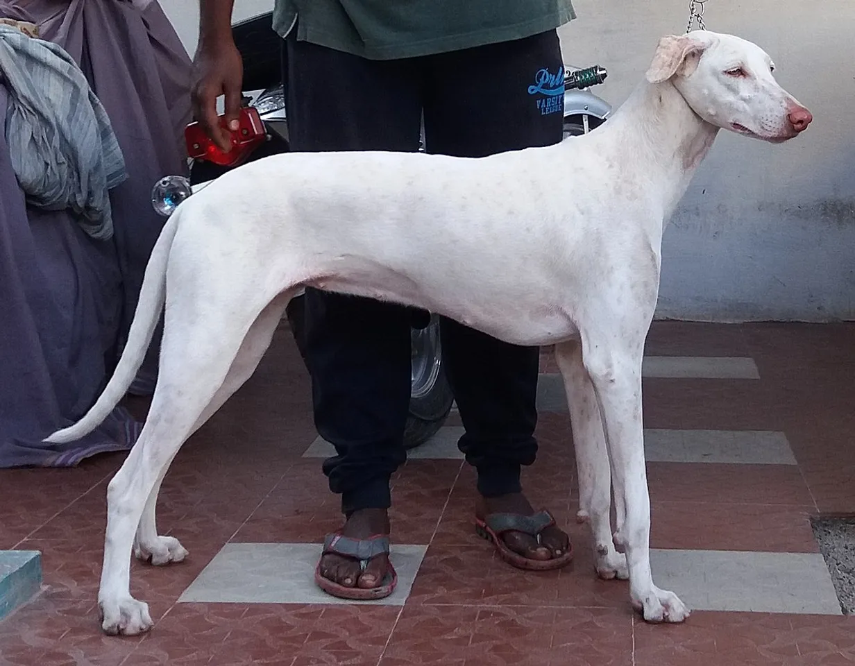 Meghalaya: BSF Trains 2 Indian Dog Breeds For Border Patrolling
