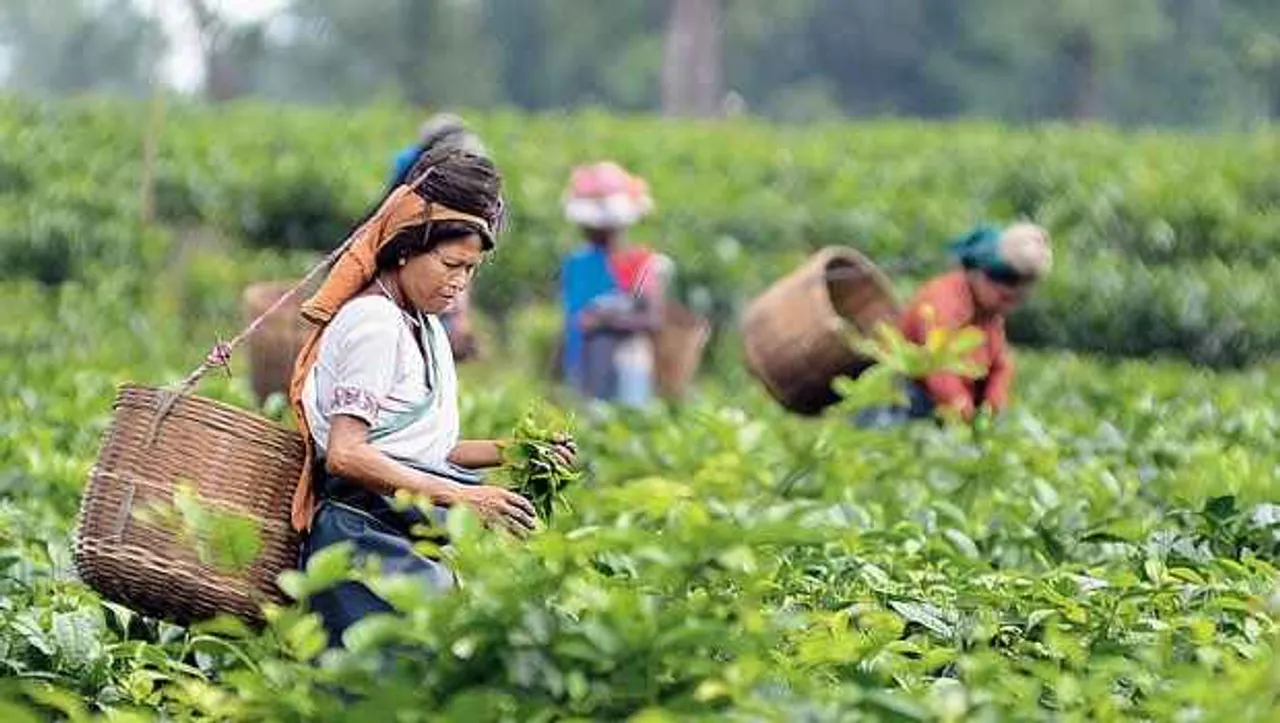 Assam To Display ‘Tea Industry’ as R-Day Tableau