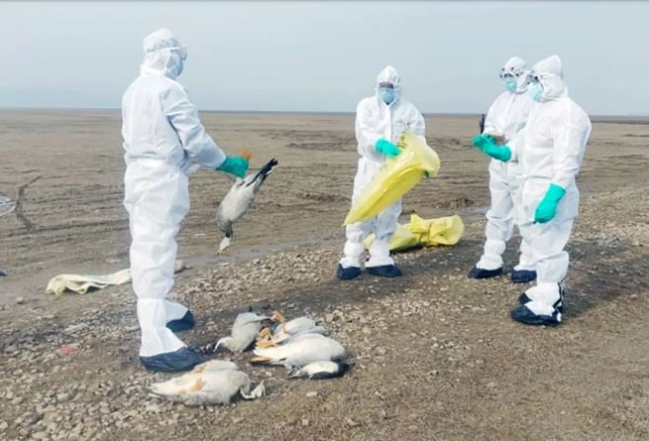 Maharashtra Confirms Bird Flu
