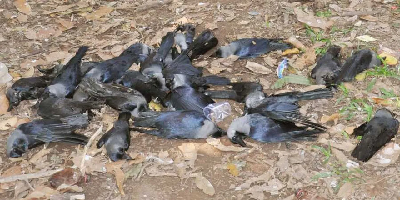 Bird Flu Scare: Over 100 crows found dead in Delhi Park