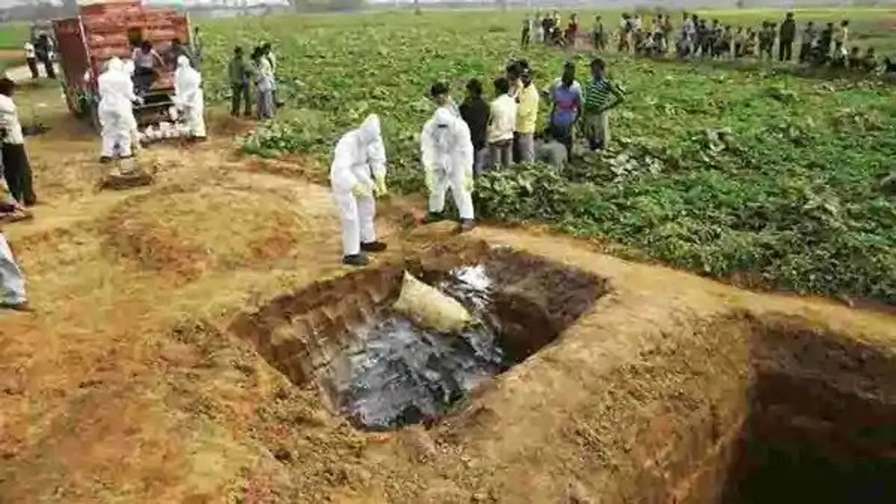 Rajasthan Govt Calls For Emergency Meet Over Bird Flu Concerns