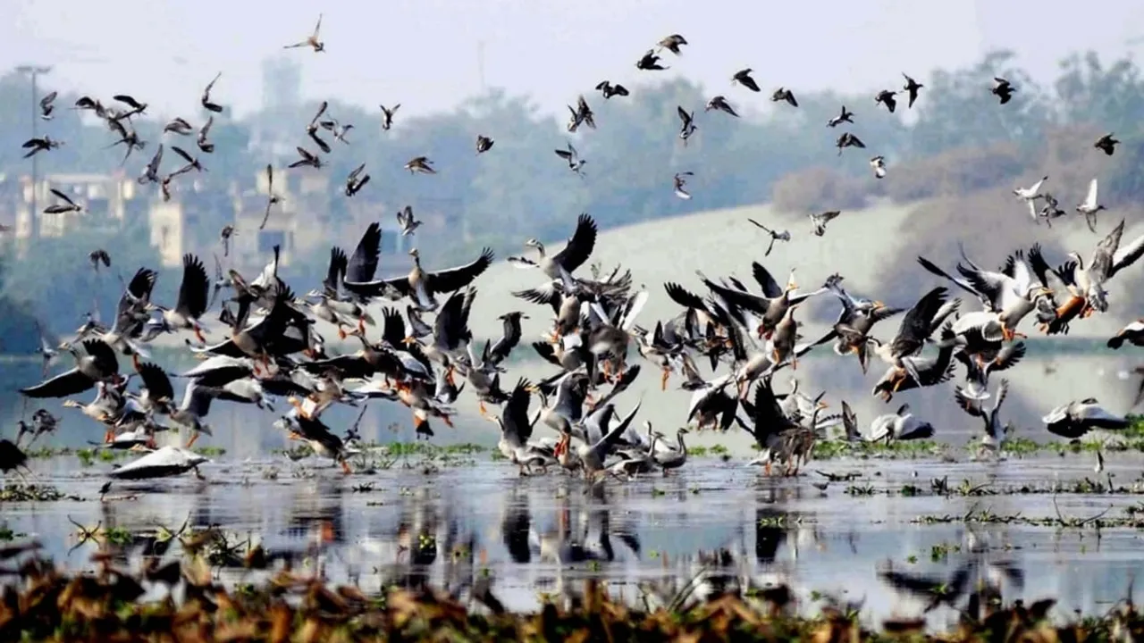 Arunachal Locals Surrender Over 2000 Airguns To Shun Hunting