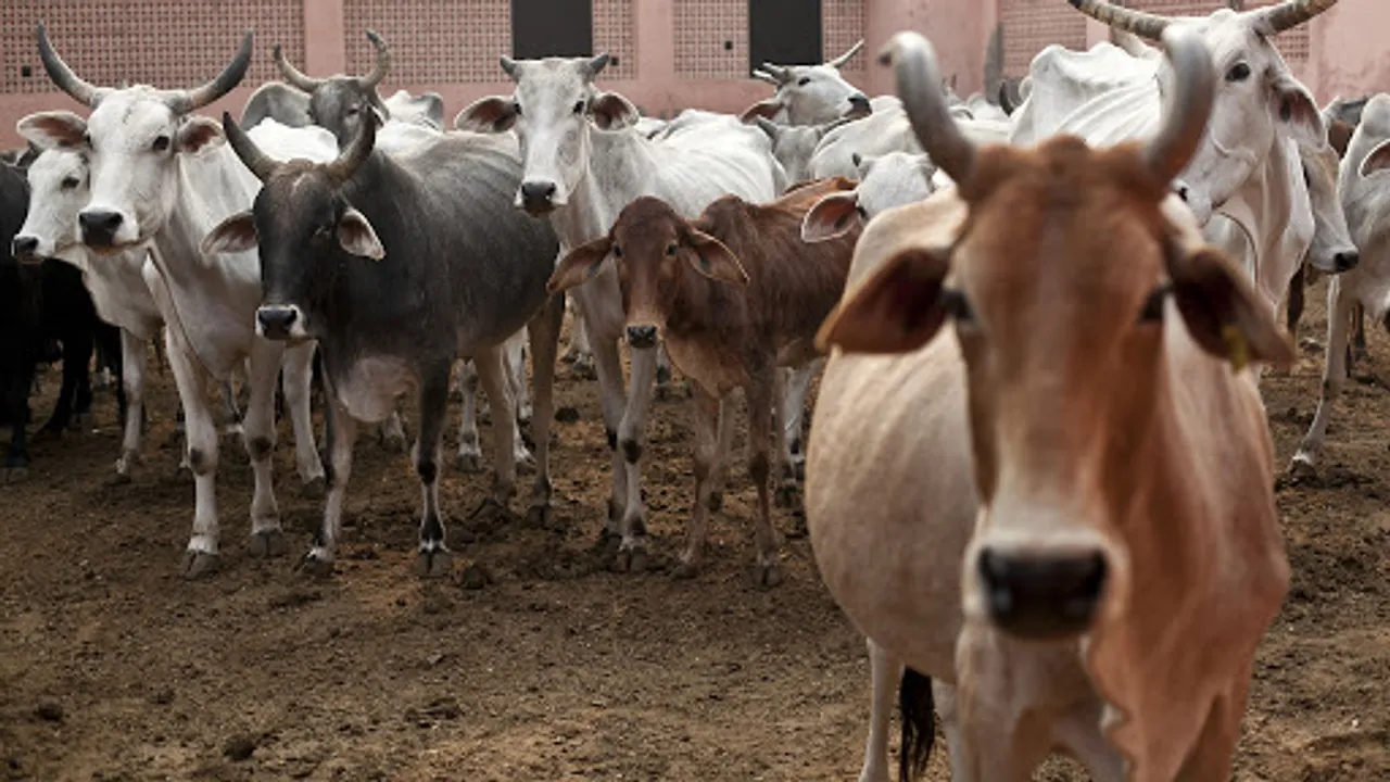 Centre To Hold Voluntary ‘Cow Science’ Exam On Feb 25