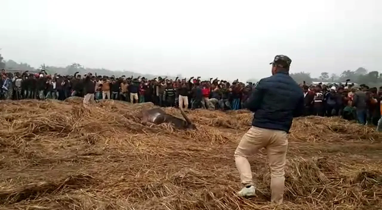 Biswanath: Wild Buffalo Killed After Claiming 2 Lives