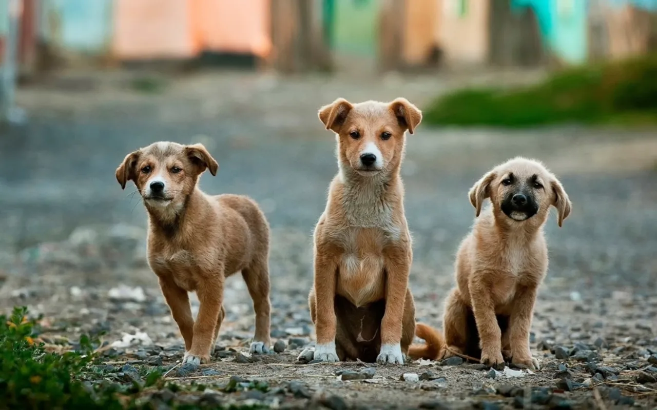 MP: Nine Puppies Allegedly Burnt To Death, FIR Lodged
