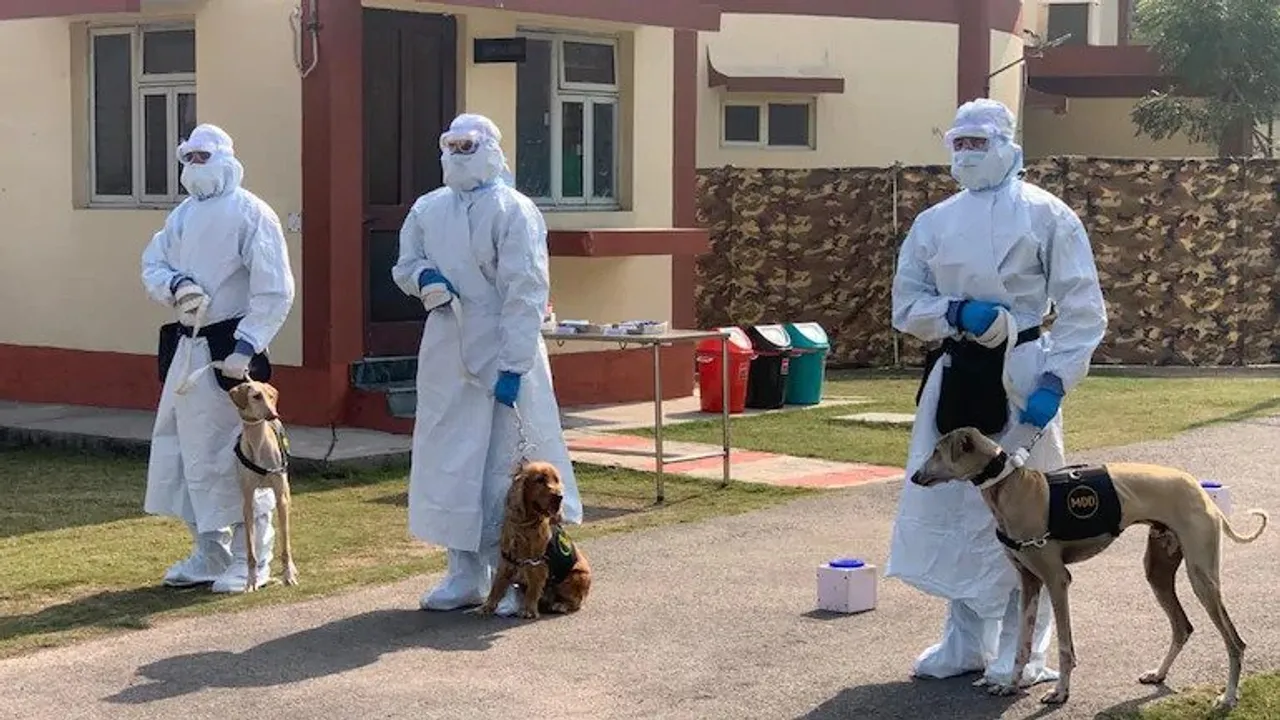Specially Trained Indian Army Dogs To Detect COVID-19