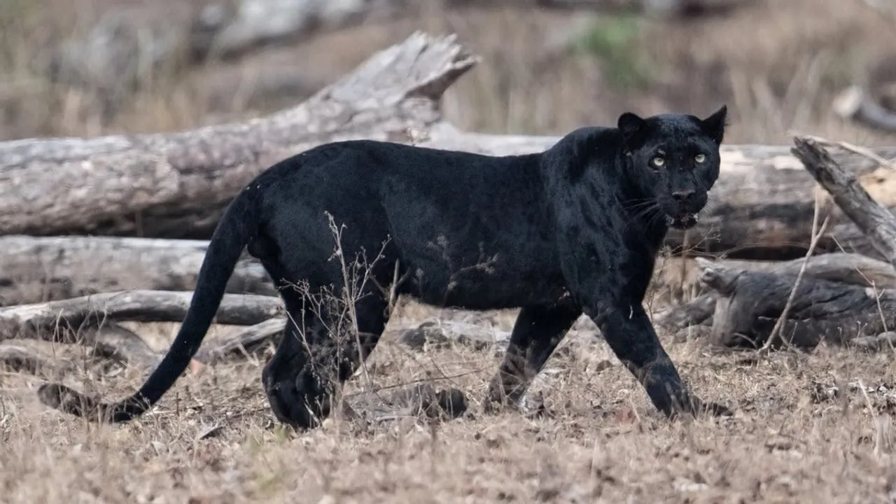 Guwahati Zoo Sends Black Panthers To Ambani’s Gujarat Zoo