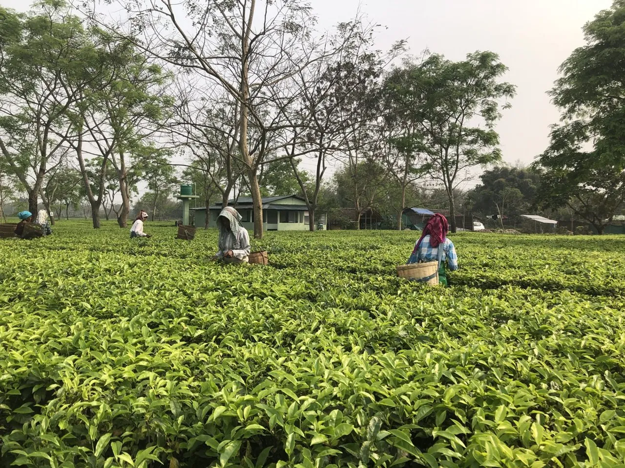 Tea industry fear collapse as BJP-Cong vie for tea voters