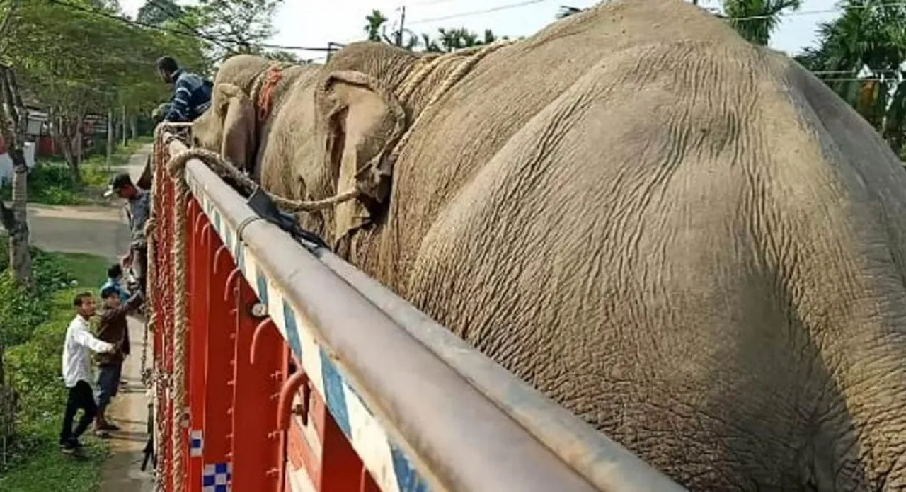 Tinsukia: 2 Smuggled Jumbos From Arunachal Rescued