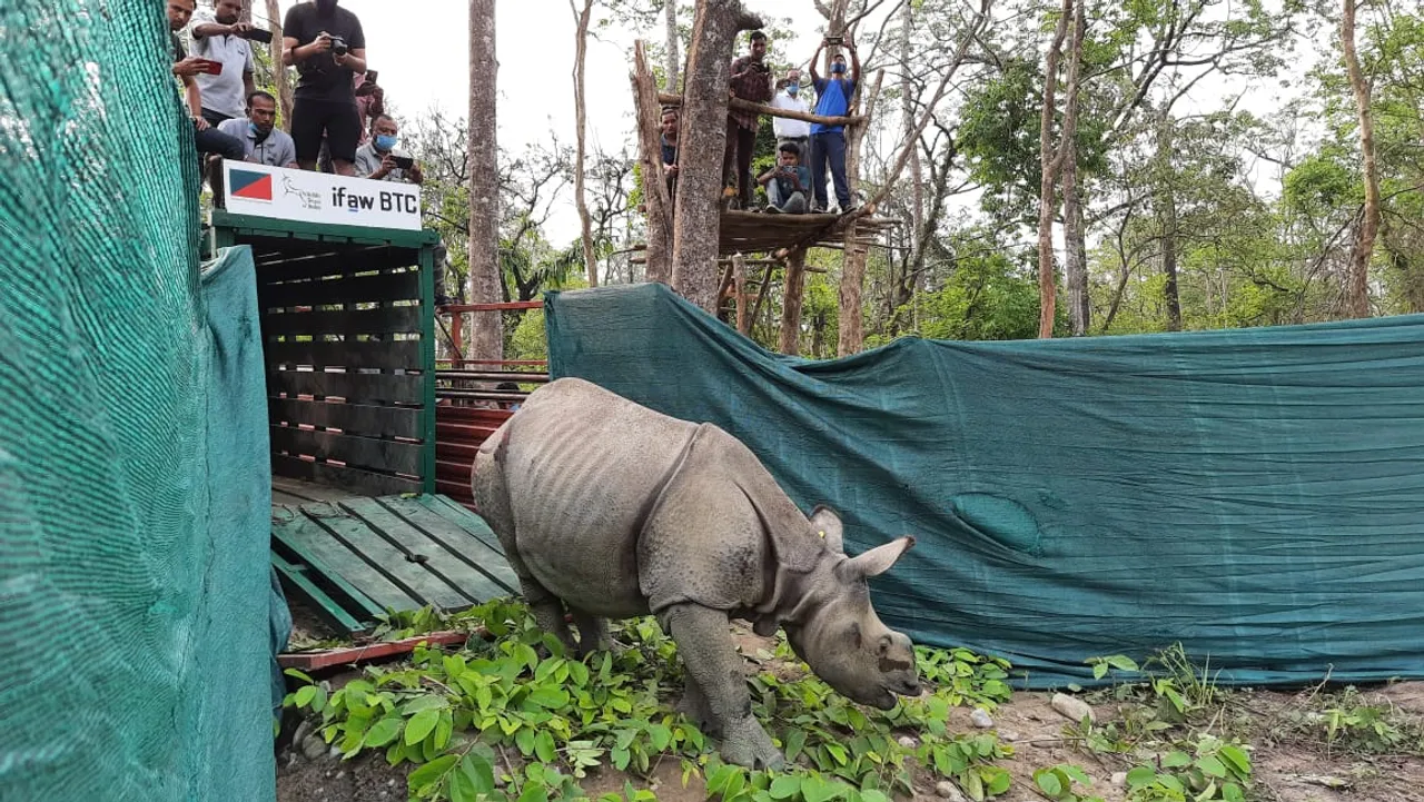 3 Rhino Calves Rescued in Assam Floods Released Into Wild