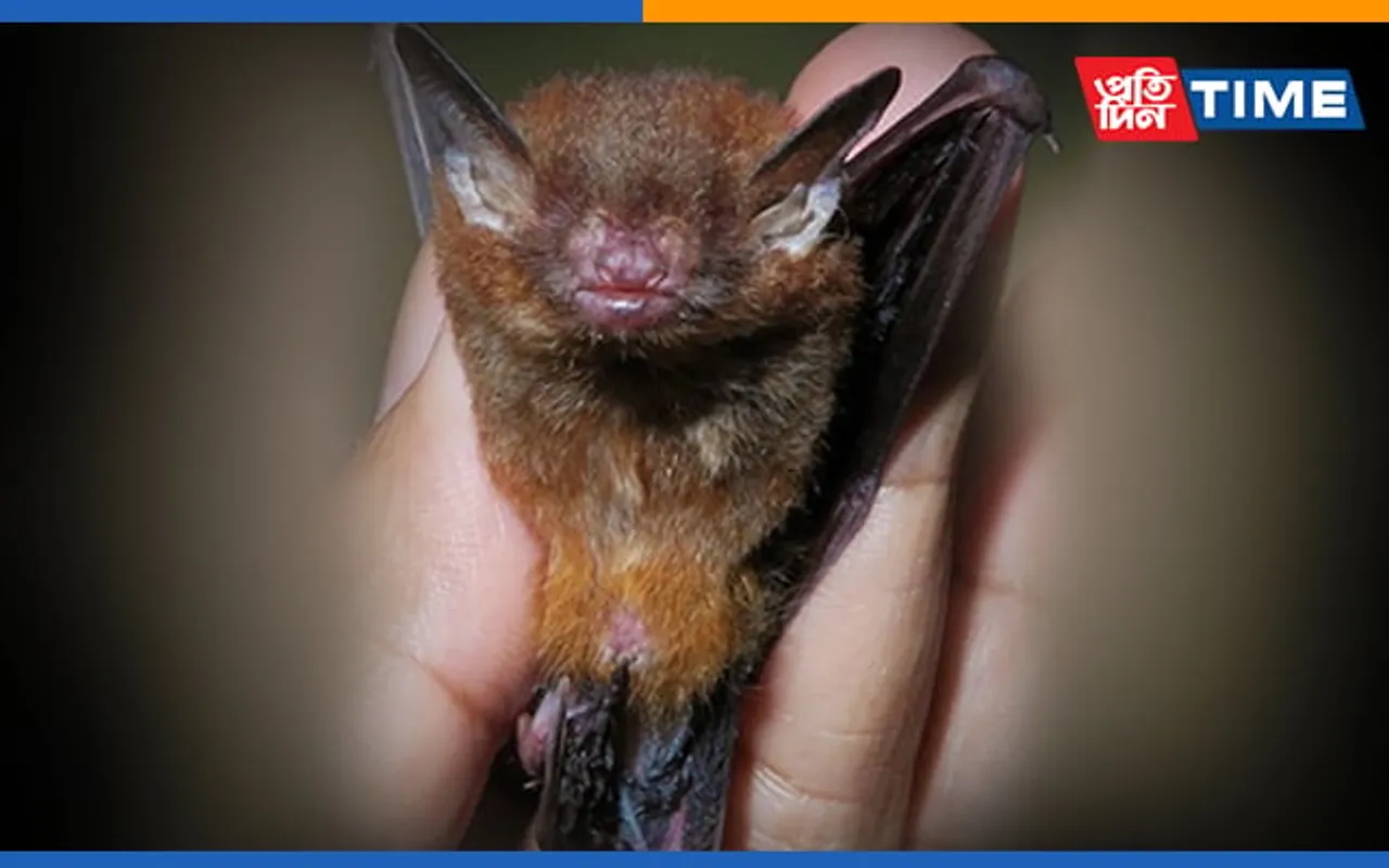 Dr. Uttam Saikia Discovers Rare Bat Species in Meghalaya