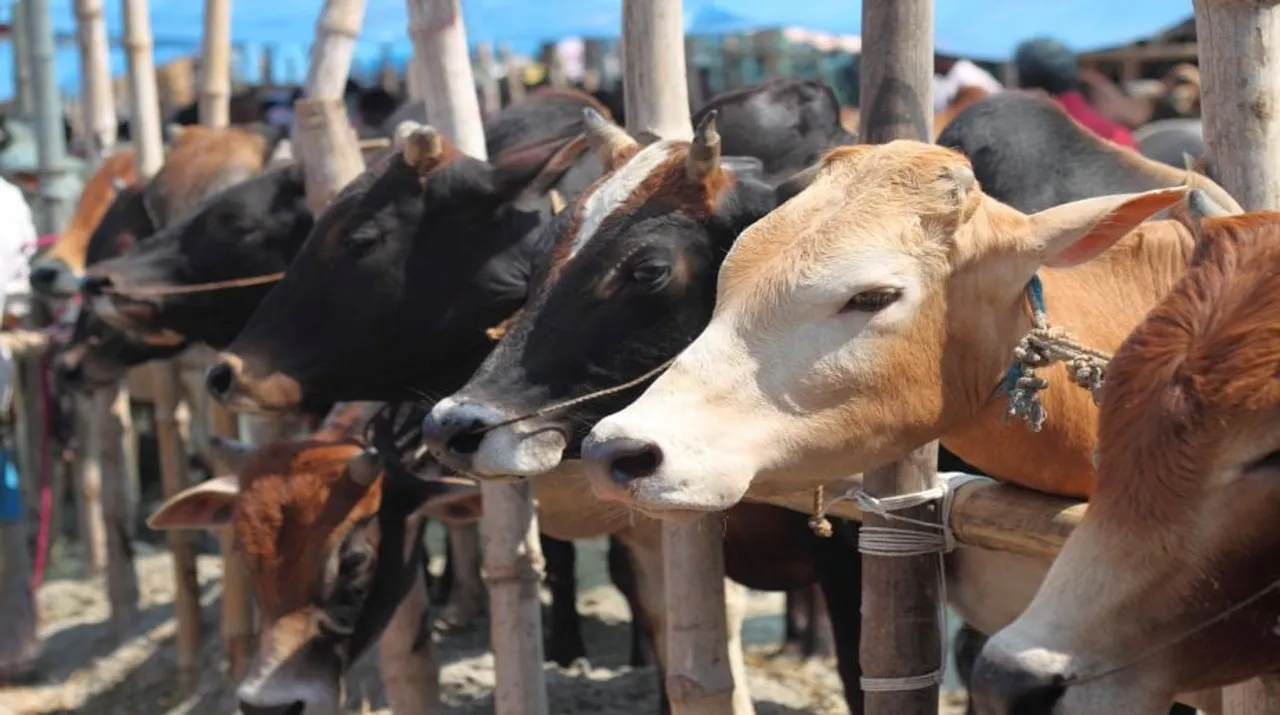 Maharashtra Police Seizes 8,000 Kg Of Beef Worth ₹8 Lakhs