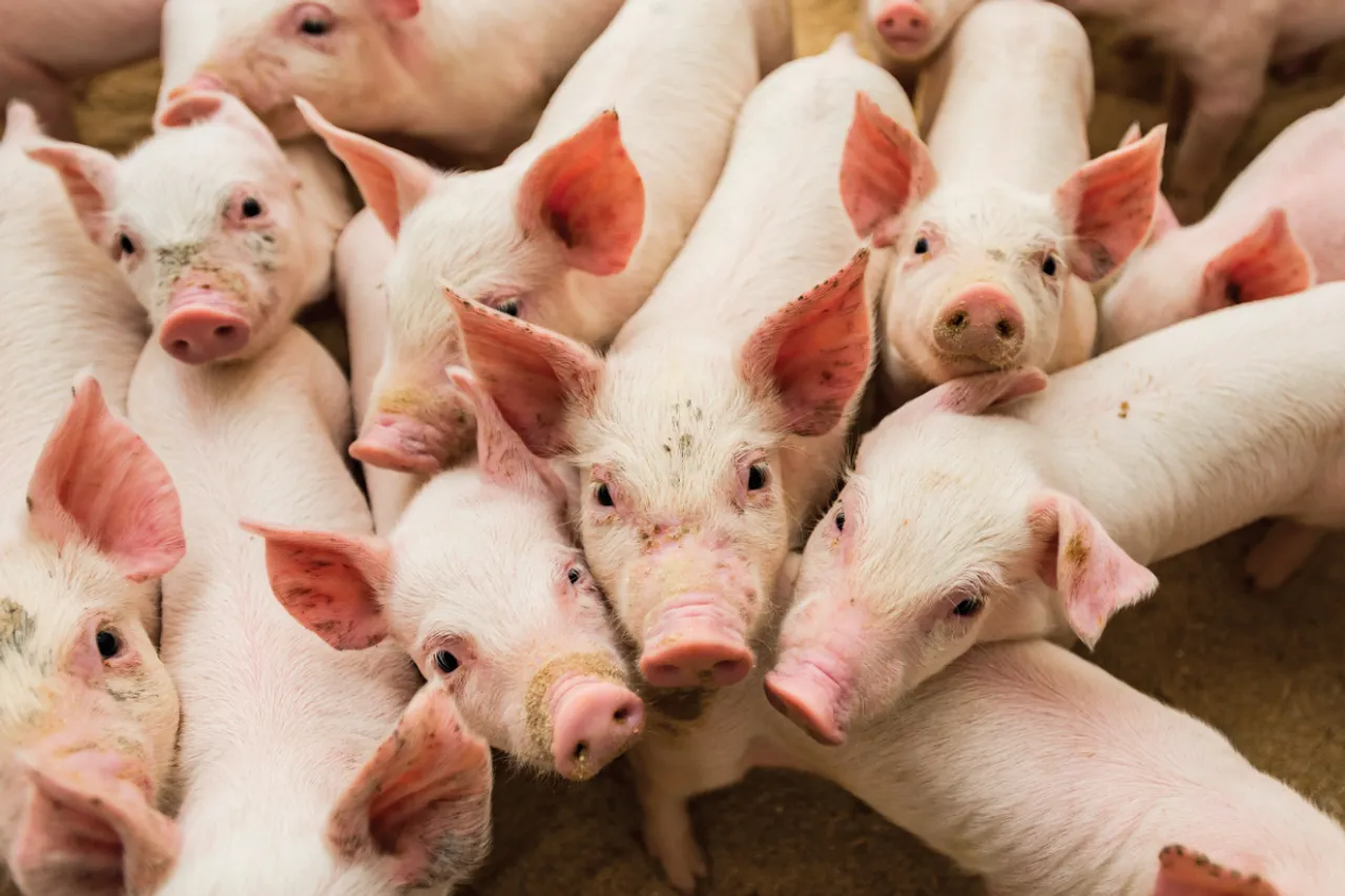 Swine Fever Kills 25,260 pigs in Mizoram, Causes Rs 121 Cr Loss