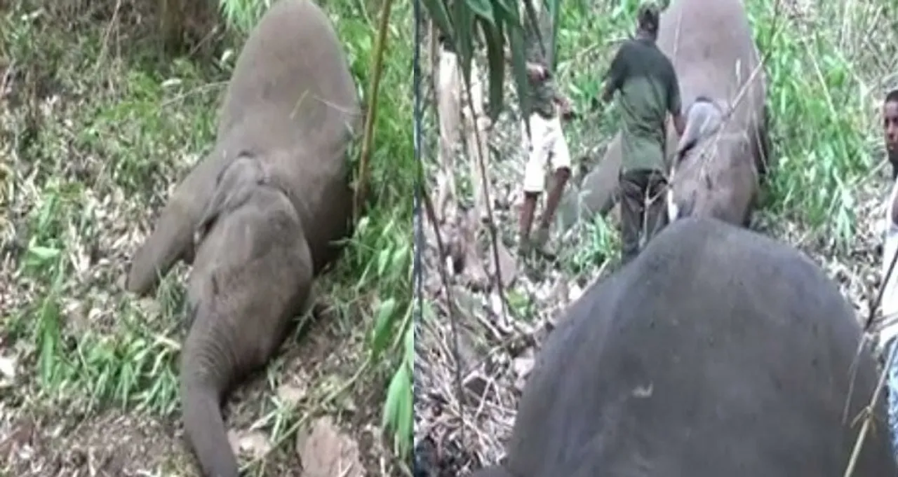 20 Elephants Killed: CM Sarma Takes Stock Of Tragedy