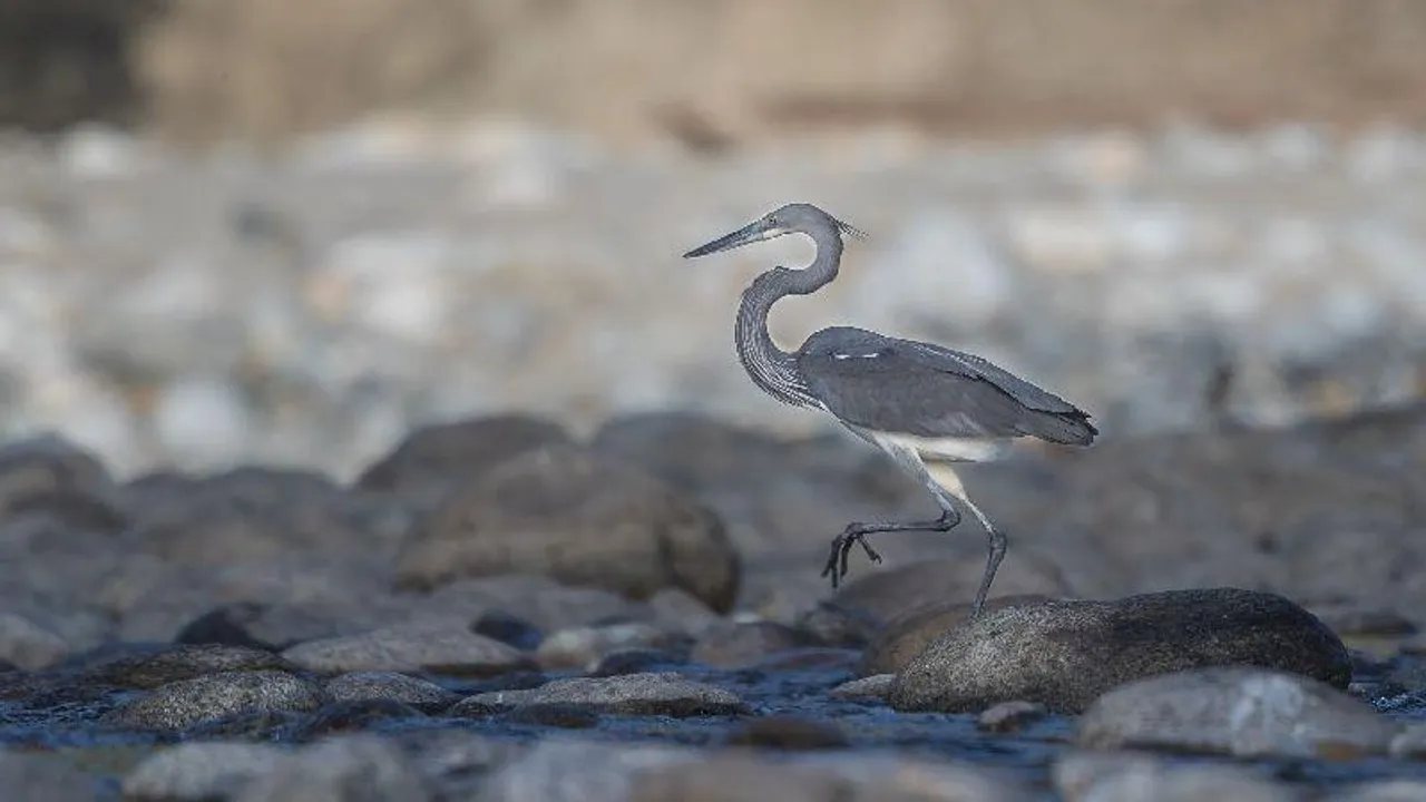 Rare White-Bellied Heron Spotted in Arunachal’s Walong