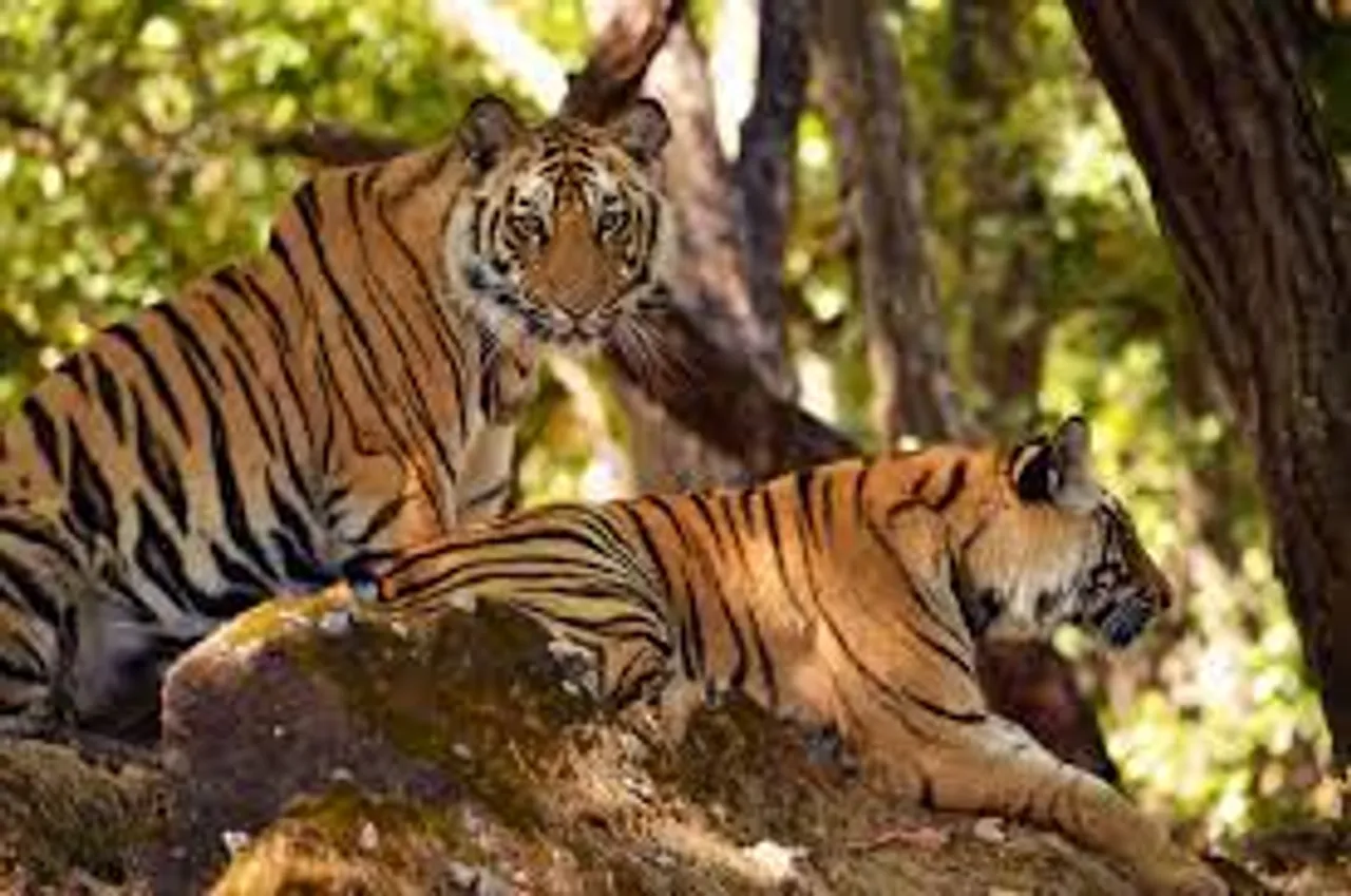 CATS Accreditation Accorded To Four Assam Tiger Reserves