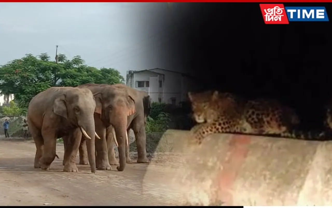 Wildlife Make it to Road Due to Increasing Human Habitation in Guwahati
