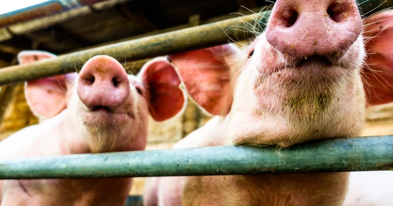 NE Can Be The Pork Export Hub of India: APEDA