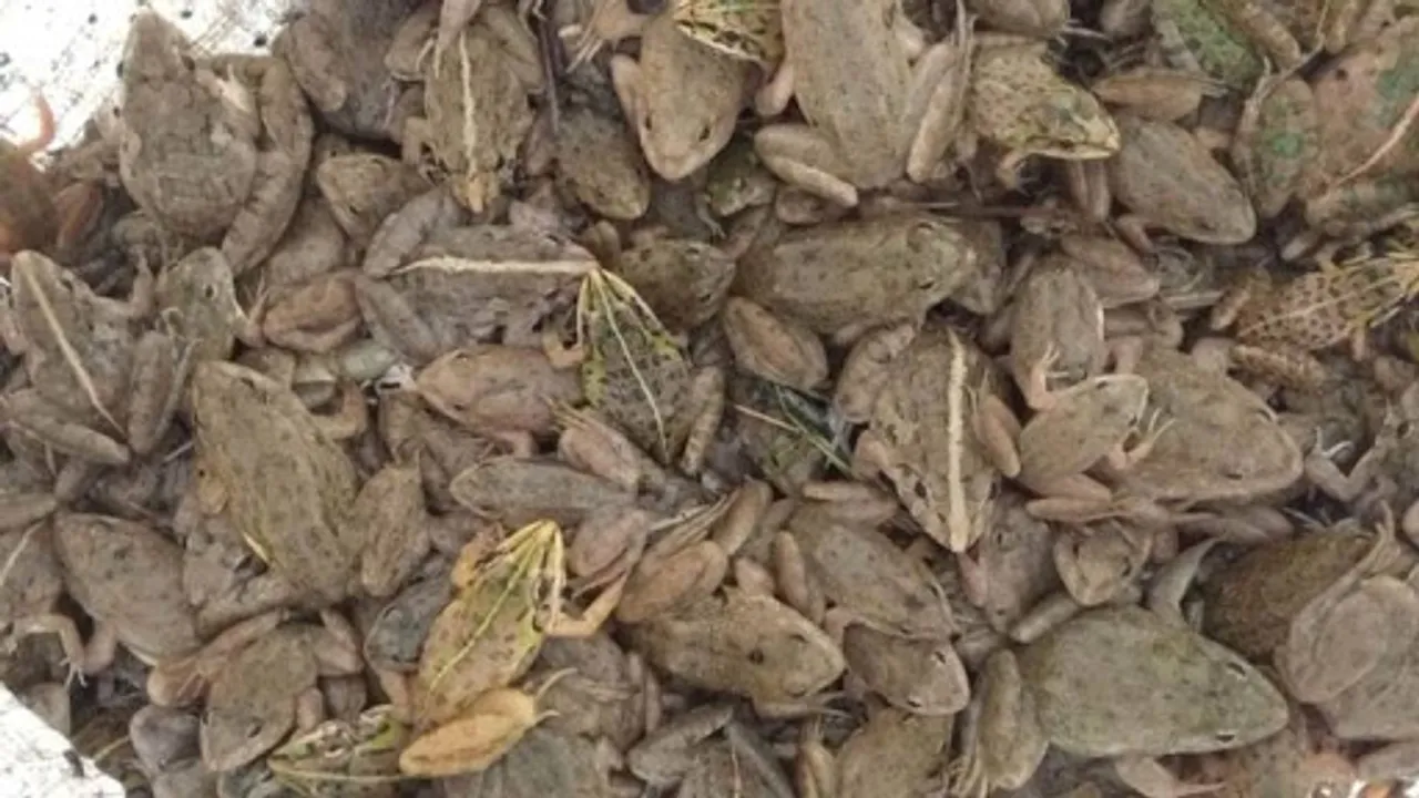 Nearly 4,500 Live Wild Frogs Recovered In Manipur, 2 Arrested