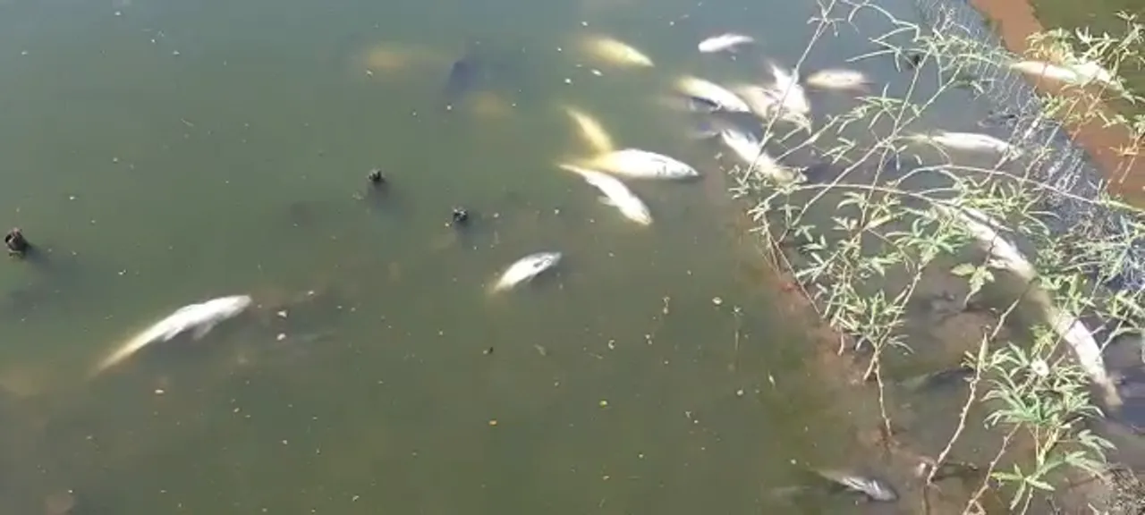 Assam Govt Orders Probe Into Dead Fishes Found In Dighalipukhuri