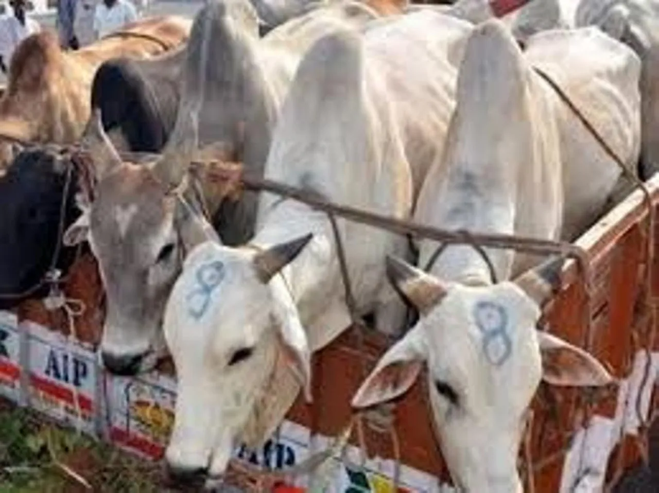 Assam Police Foils Cattle Smuggling Bid In Goalpara