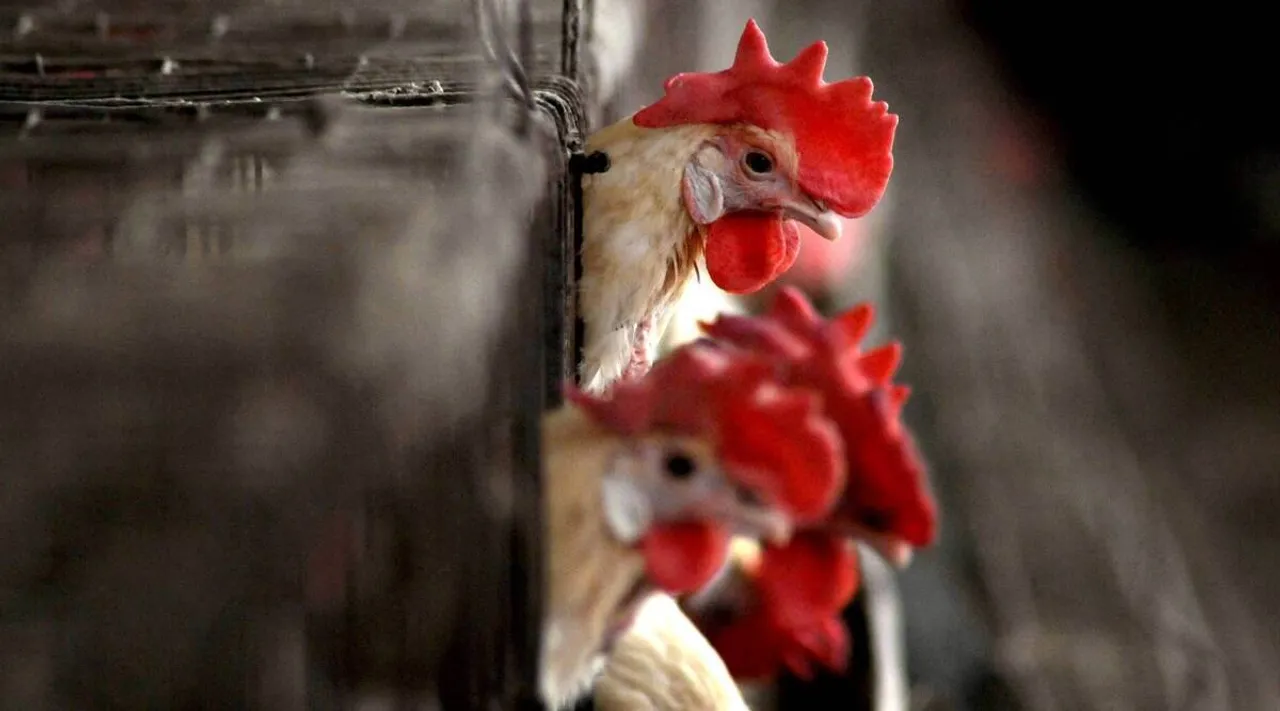 11-Year-Old Becomes First To Die Of Bird Flu This Year In India