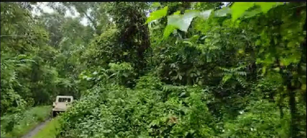 Dehing Patkai National Park Lacks Infrastructure