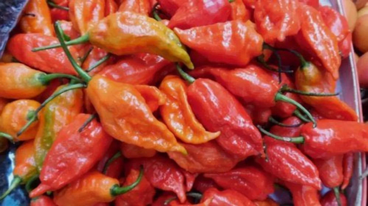 King Chilli ‘Raja Mircha’ from Nagaland exported to London for the 1st time