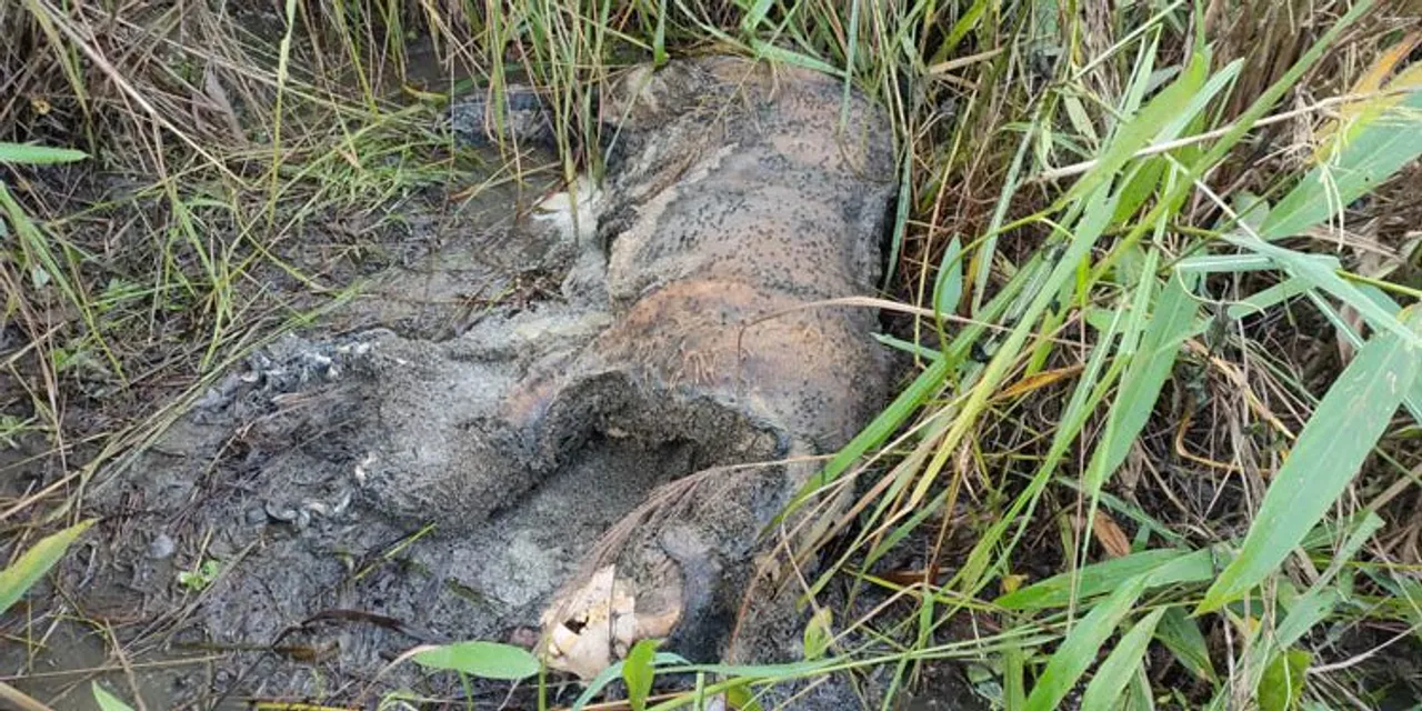 Decomposed Carcass Of Royal Bengal Tiger Recovered In Kaziranga National Park